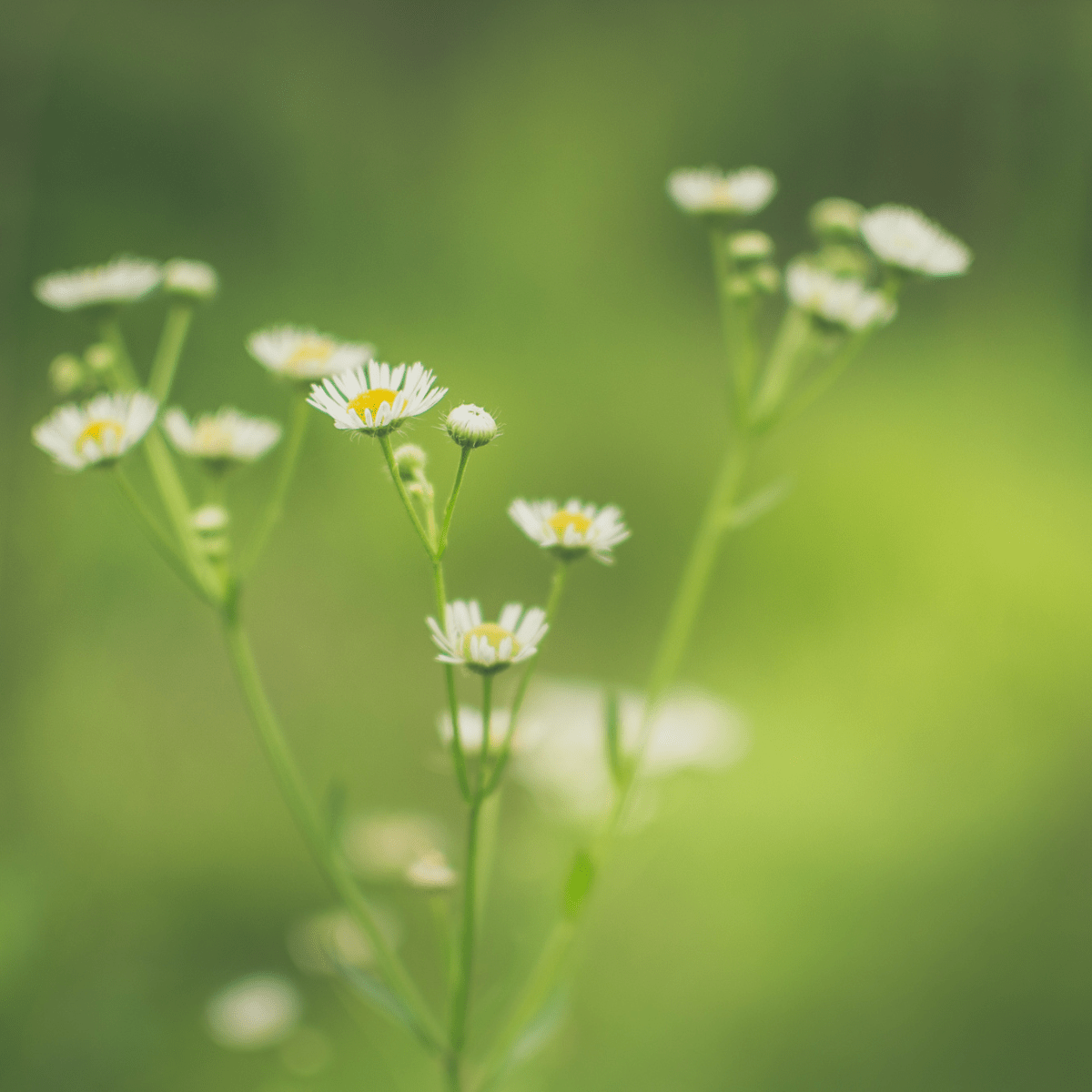 Tapering off Antidepressants - Pockets of Bliss