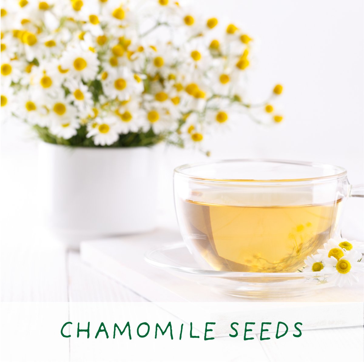 Herbal Tea. Eco Mini Grow-Kit (only ship within the UK) - Pockets of Bliss